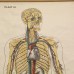 Medische schoolplaat skelet