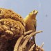 Opgezette vogels in stolp