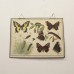 Dubbelzijdige schoolplaat: vlinder / melkkoe