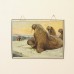 Dubbelzijdige schoolplaat: zwijn / walrus