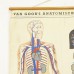 Anatomische wandplaat #3