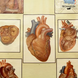Schoolplaat van het menselijk hart
