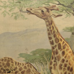 Antieke schoolplaat: giraffe