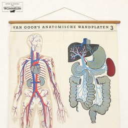 Anatomische wandplaat #3