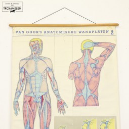 Anatomische wandplaat #2