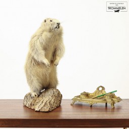 Taxidermie